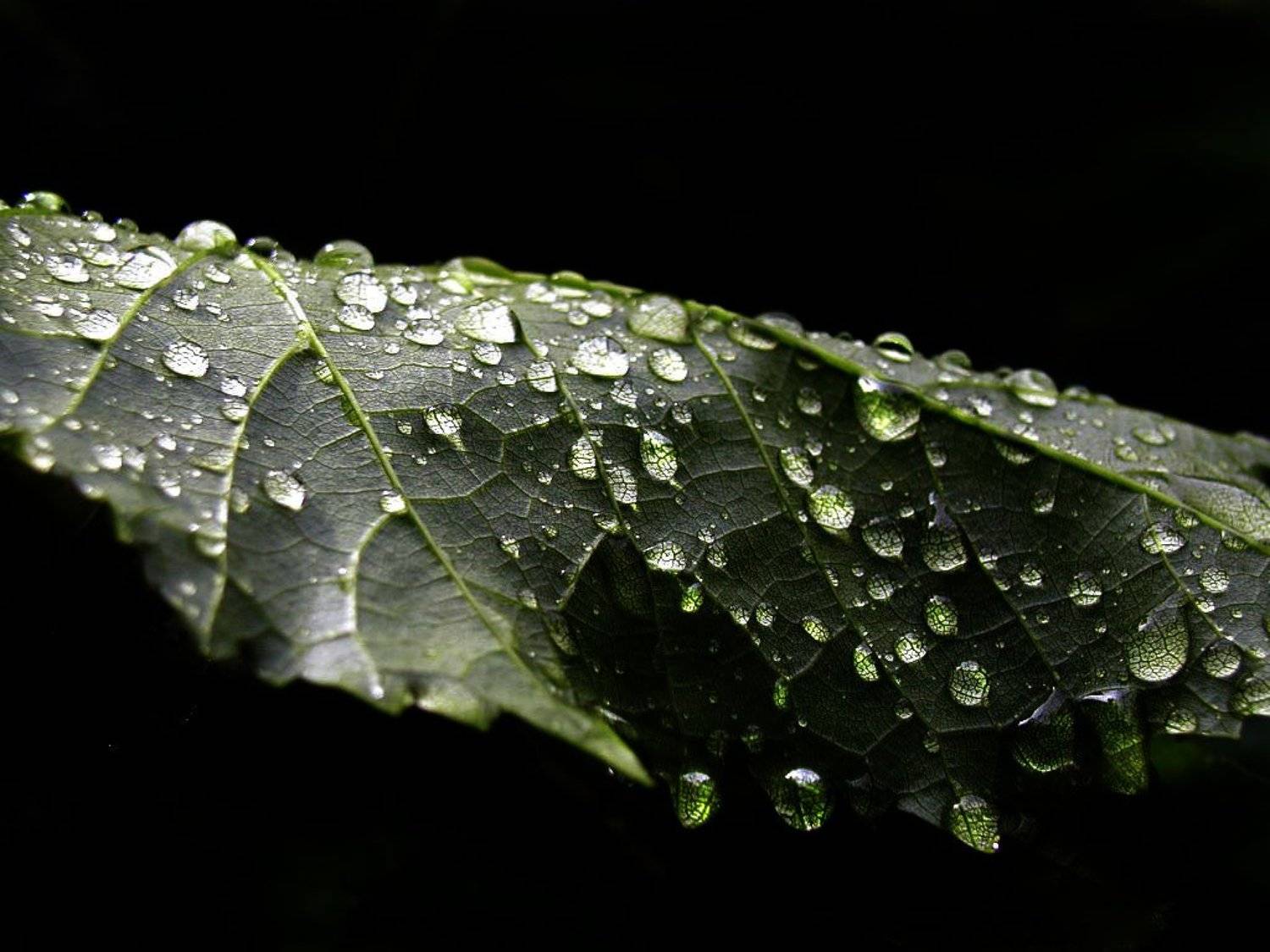 , Анютка Большакова