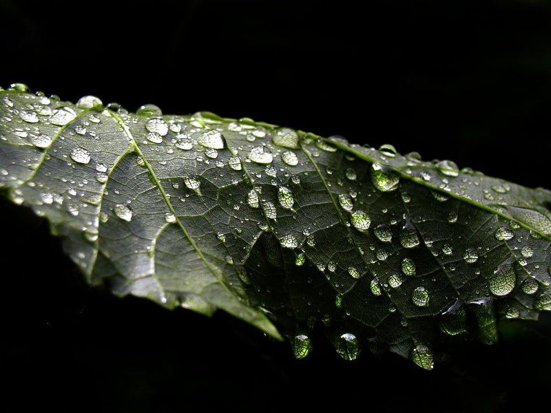 After the deluge фото превью