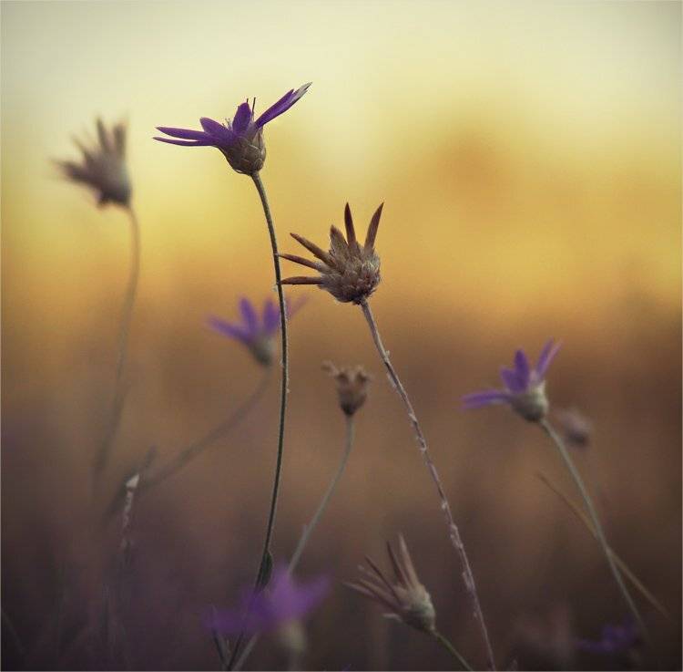 , Наталья Ова