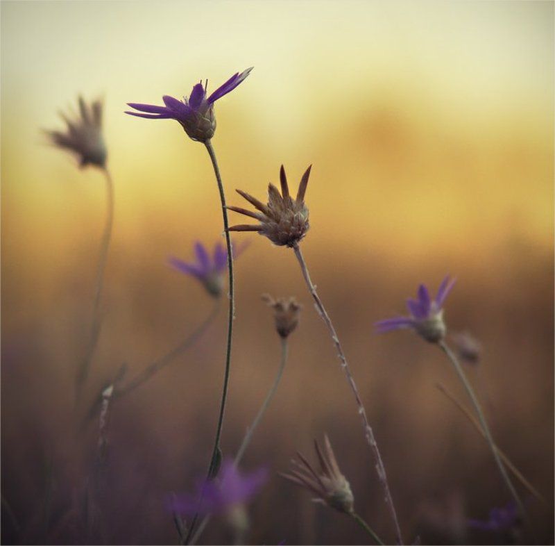 ближе к солнцу... фото превью