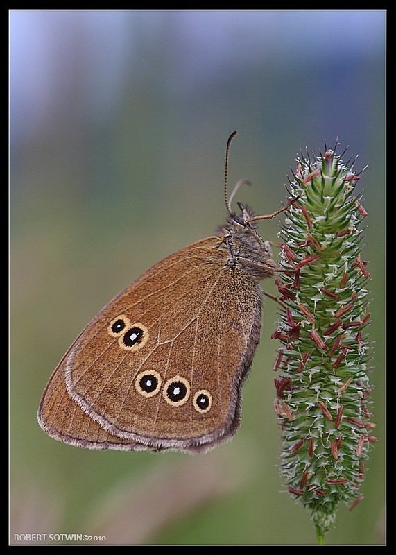 APHANTOPUS HYPERANTUS фото превью