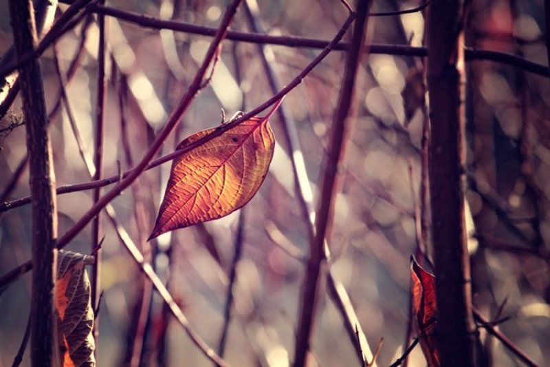 листья, осень, последний лист, природа, москва, Последний лист октября.. фото превью