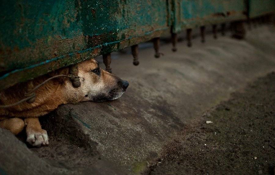 ворота, собака, тоска, охрана, одиночество, друг,, Надежда