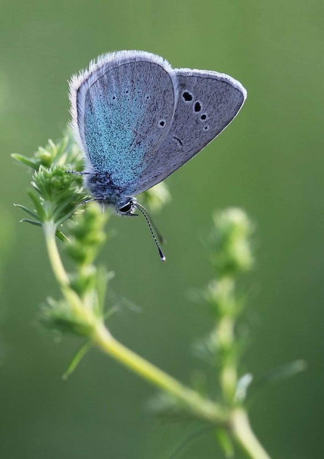 голубянка, Леонид
