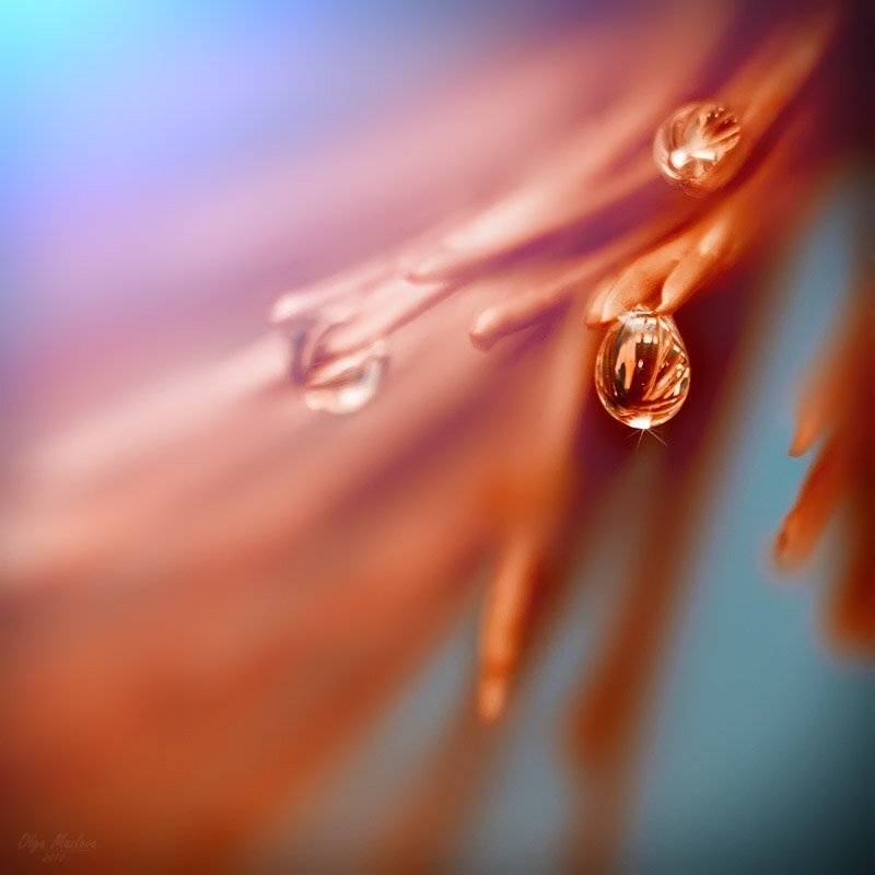 капелька, Ольга М.