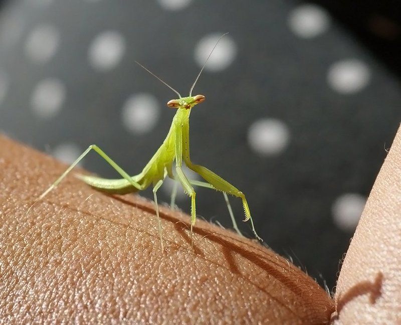 богомол, насекомое, Привет, фотограф! фото превью