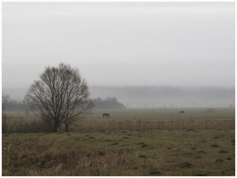 осень, утро Утро.... фото превью