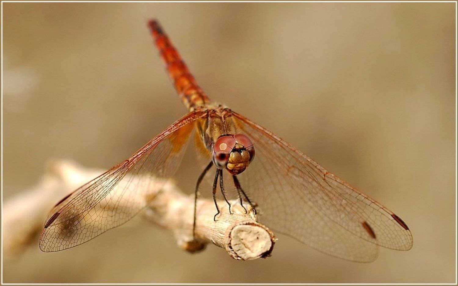 , Андрей Кашлаков