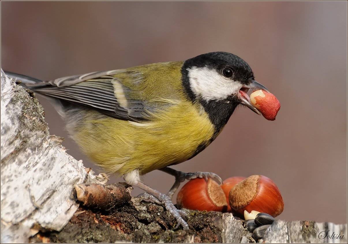 птицы, природа,  синица большая, Солисия