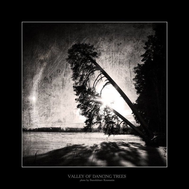 Valley of dancing trees... 10 фото превью