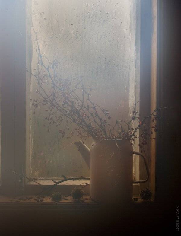 барбарис, окно, Eva Volik