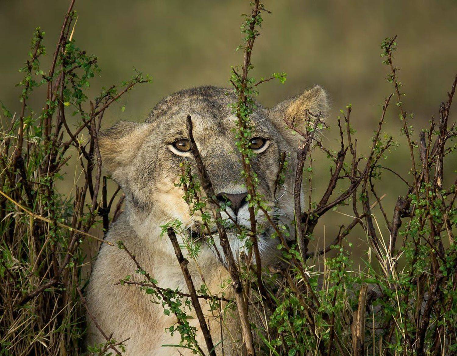 африка, кения, львы, Eeyore