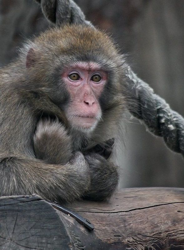 Холодно однако... фото превью