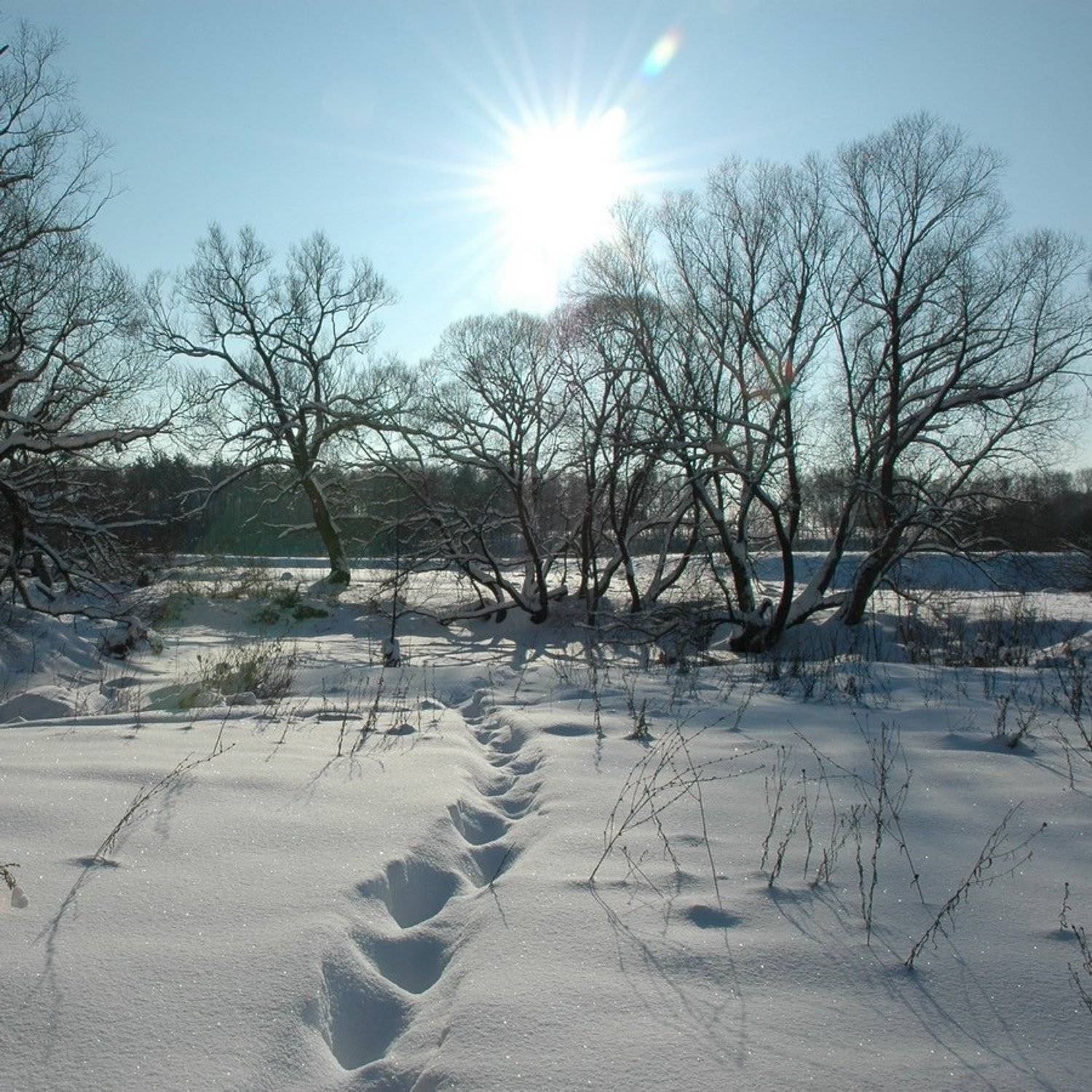 зима, снег, следы, D.G.