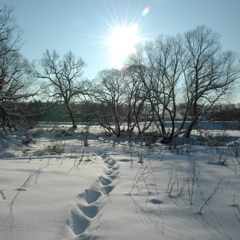 зима, снег, следы *** фото превью