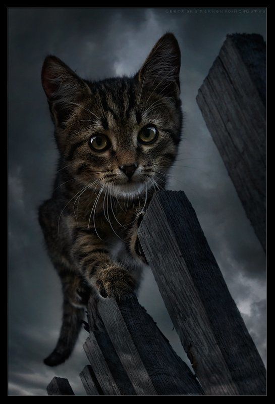 Викинг фото превью