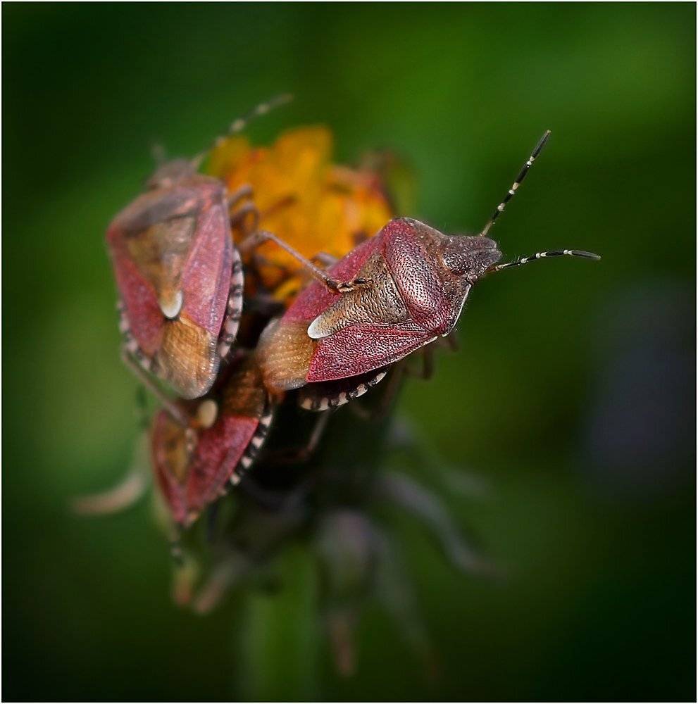 цветок, клопы, весна, Петриченко Валерий