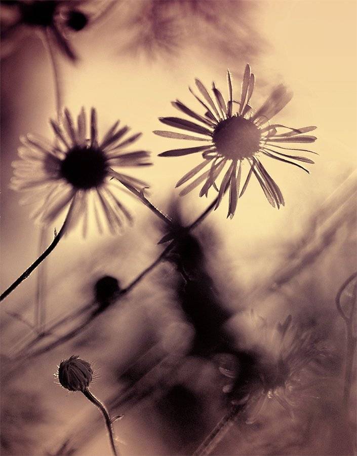 , Лана Тополева