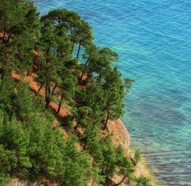 лето , море , сосны , пляж , тепло Реликтовые сосны фото превью