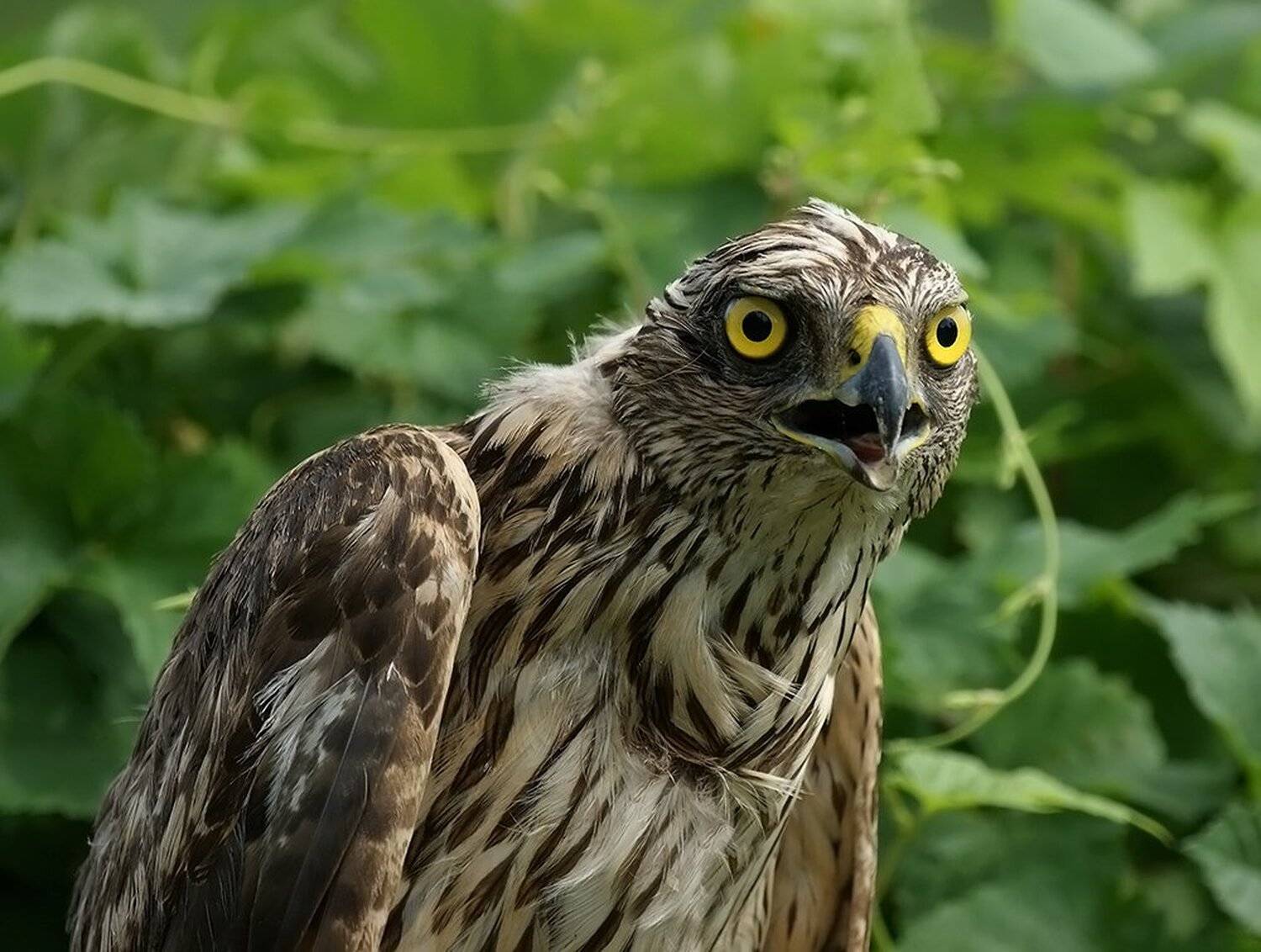 фотоохота, птица, сокол, природа,хищник,, Svetlana Karnauh Карнаух