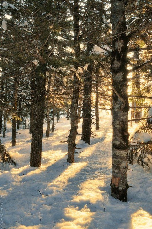 май, весна, сихотэ, алинь, снег, тайга, лес, хвойный, утро, рассвет, тёплый, свет, прохлада, свежесть, гора, лысая, 1560, метров, над, уровнем, моря Второе число месяца мая фото превью