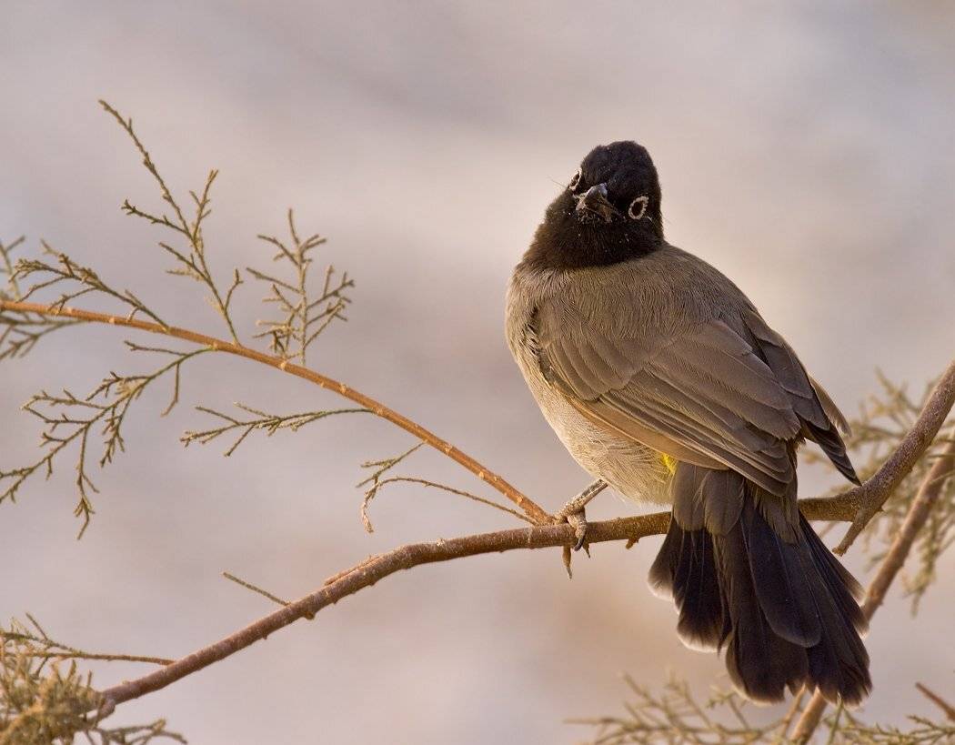 бульбуль, Alena