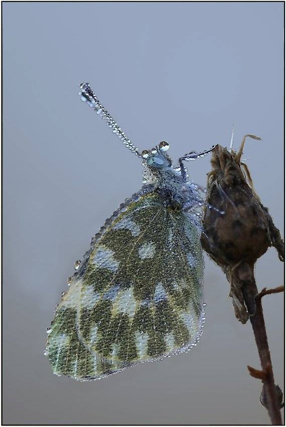 белянка, рапсовая, Леонид