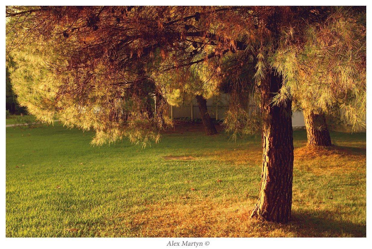 , Alexander Martynov