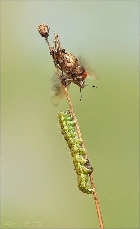 *** фото превью