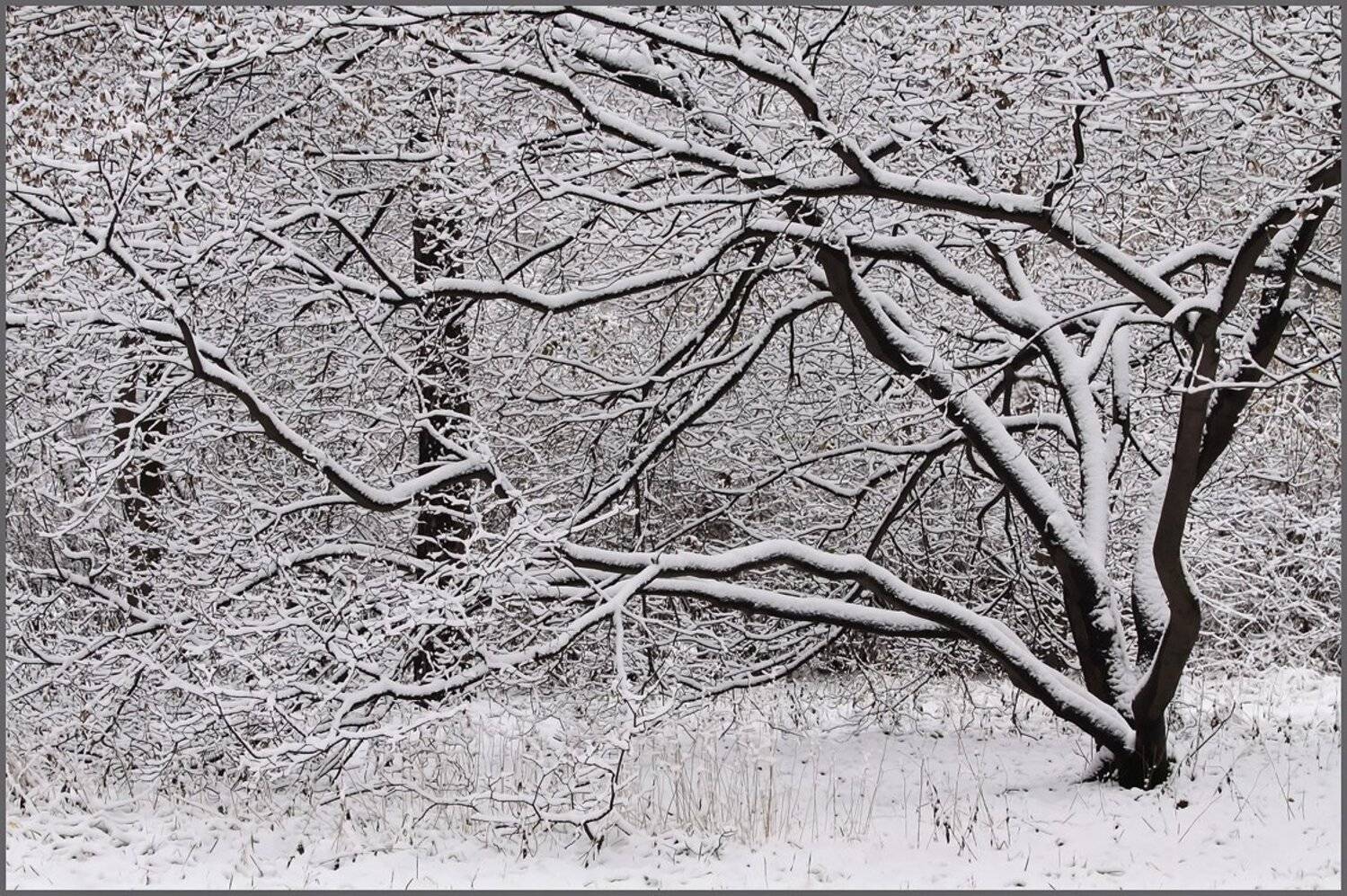 пейзаж, , снег, парк, Зоя Лаптева