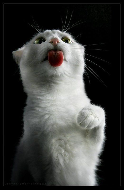 Суслик запеченый столбиком фото превью