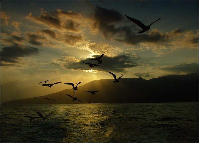 Чайки атакуют фото превью