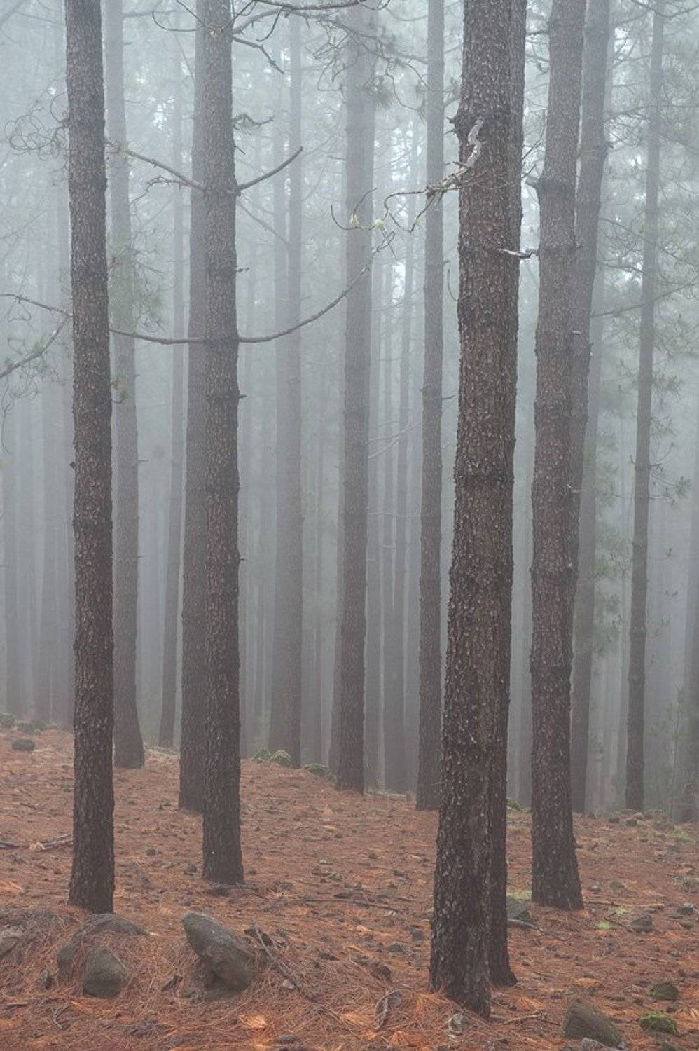 тенерифе,агуаманса, Александр Константинов