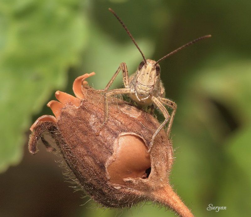 лето, трава, кузнечик Маловато будет-маловато... фото превью