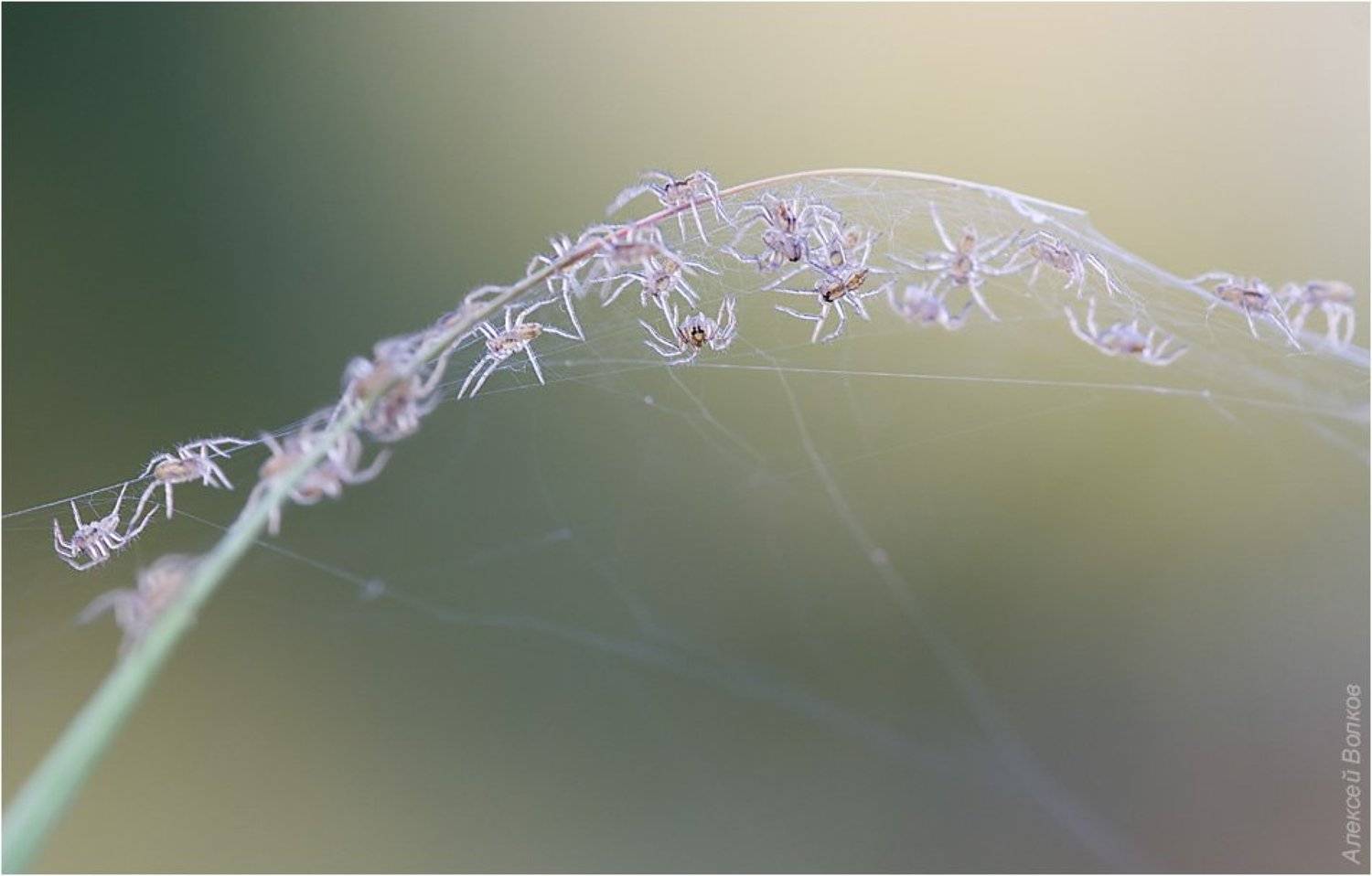 пауки, молодь, паук-волк, licosidae, Amazon-san