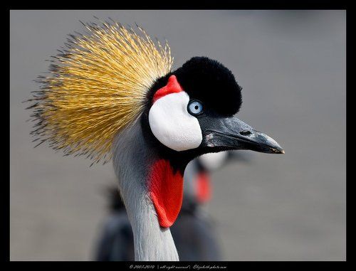 Crowned Crane -Венценосный журавль