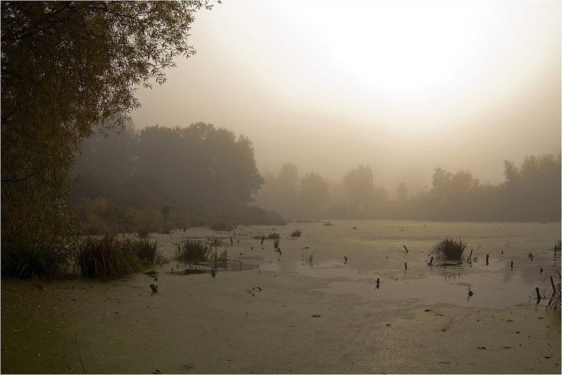 Утро туманное, ... фото превью