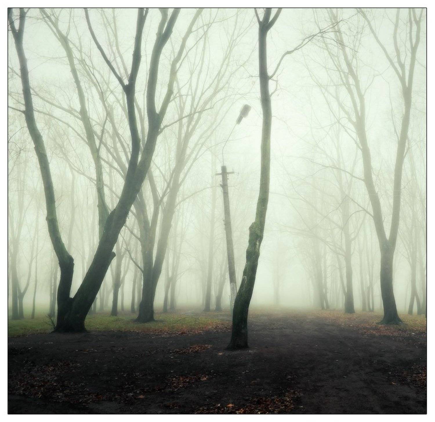 , Денис Кривой