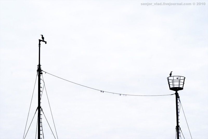 птицы Поссорились :) фото превью