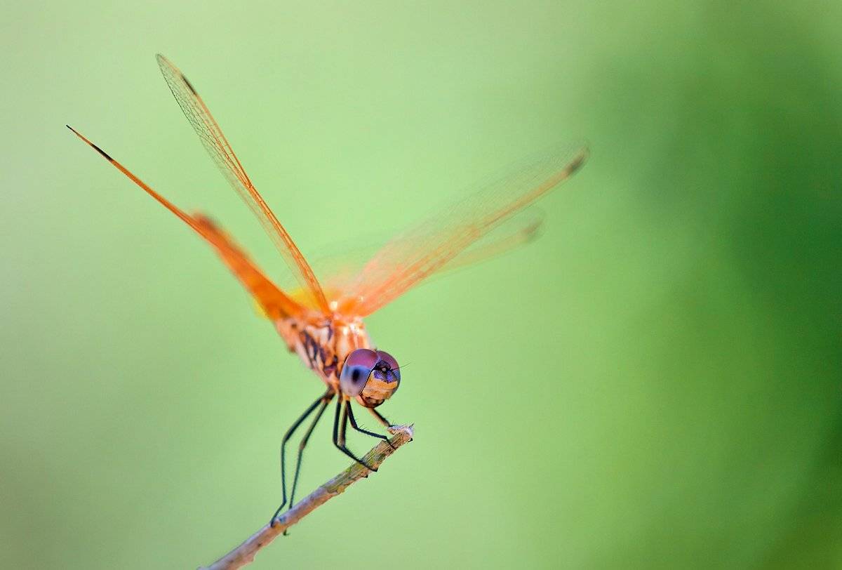 макро, природа, стрекоза, irina