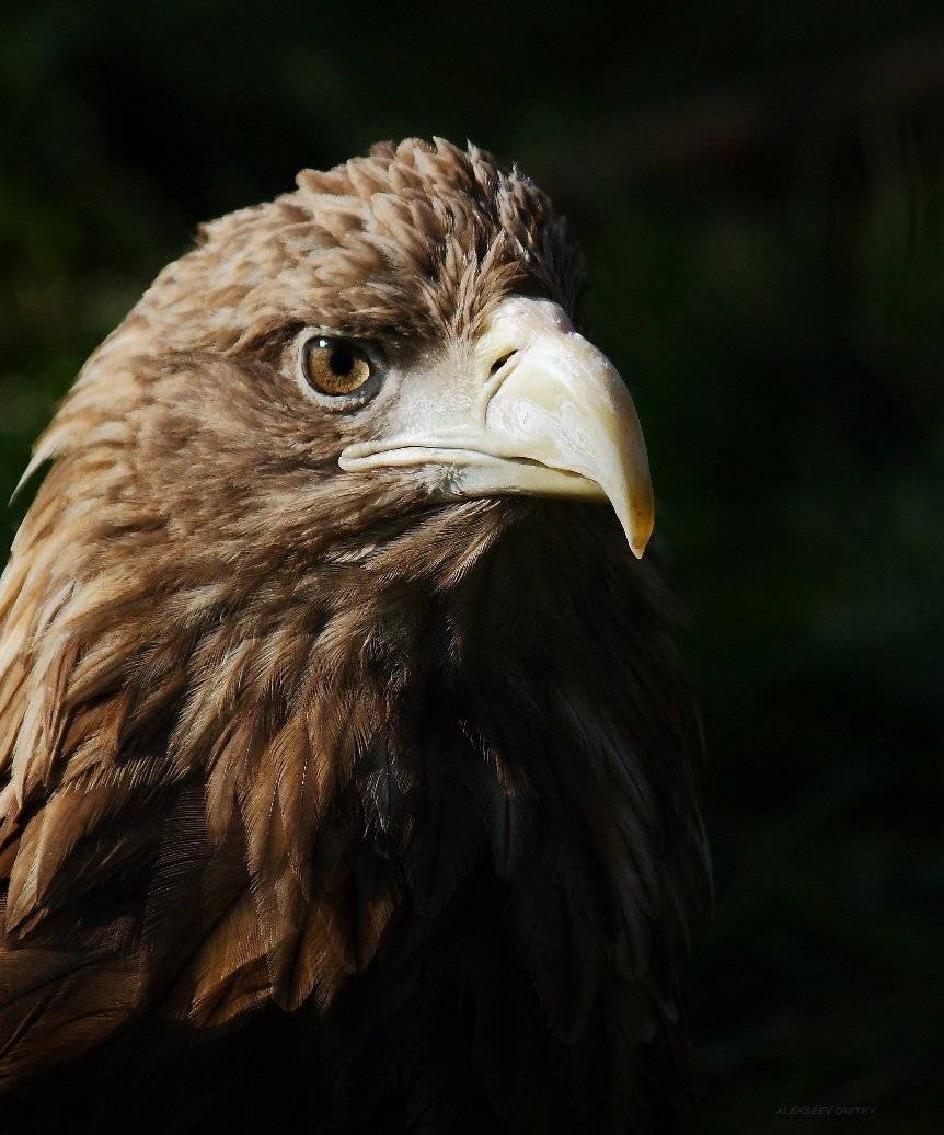 , Дмитрий Алексеев