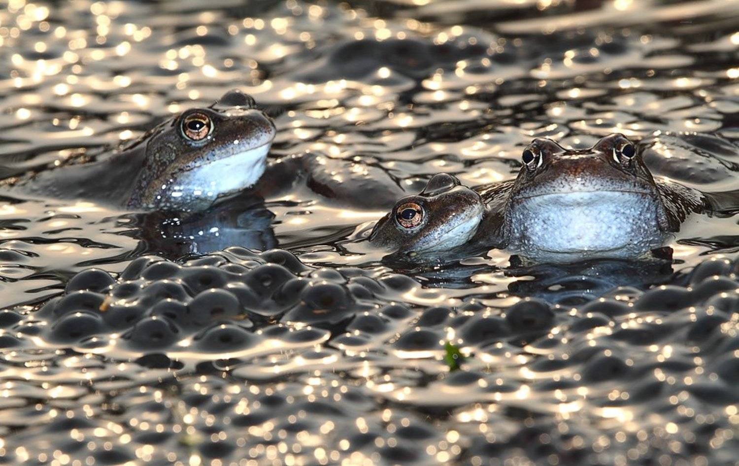 rana, temporaria, травяная, лягушка, Надежда Муравьёва