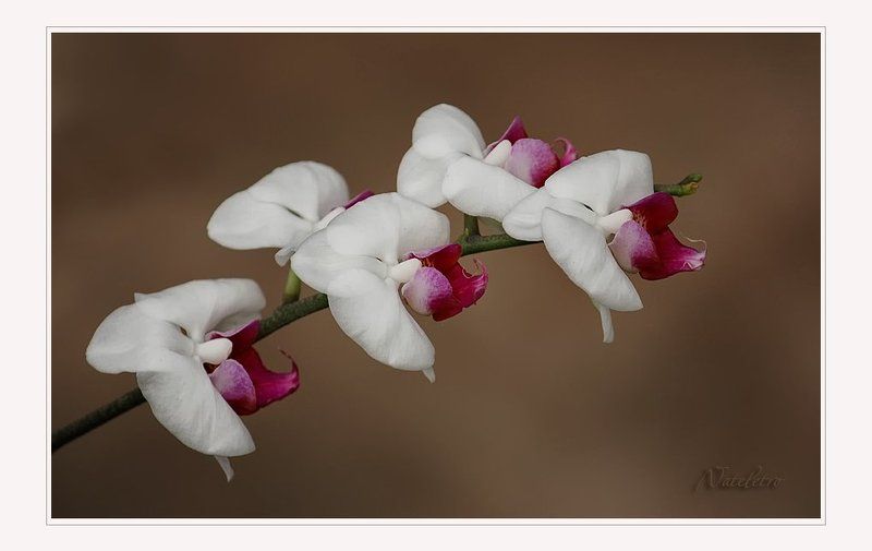 ~***~ фото превью