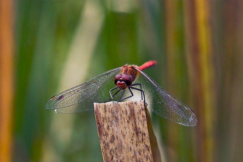 концертмейстер фото превью