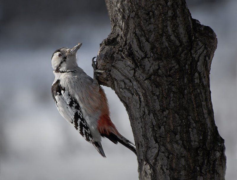 птицы,дятел,белоспинный,фотоохота Застукали... фото превью
