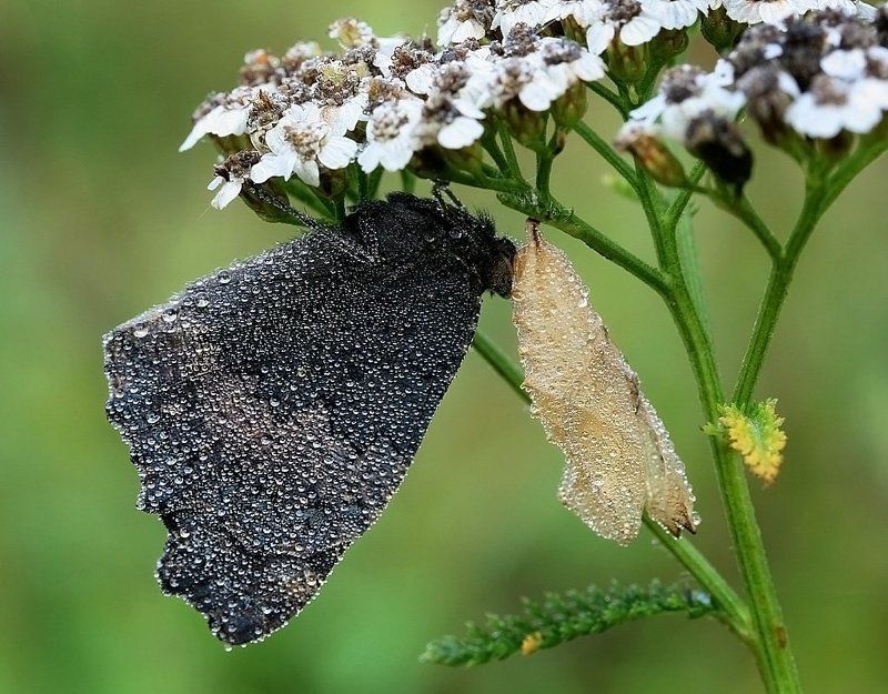 Росное утро фото превью