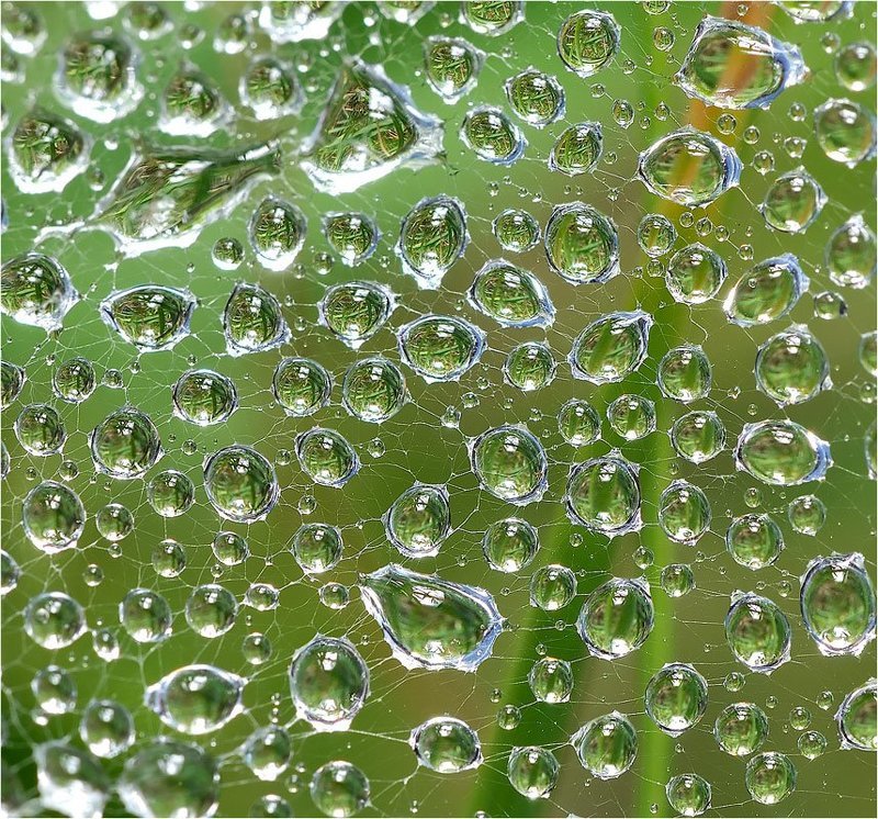 Капельки хлорофилла. фото превью