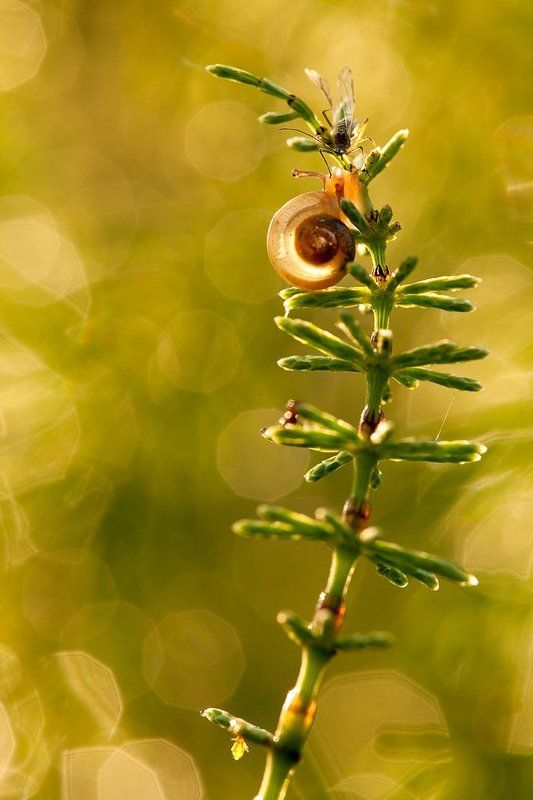 улитка, тля А ты кто? фото превью