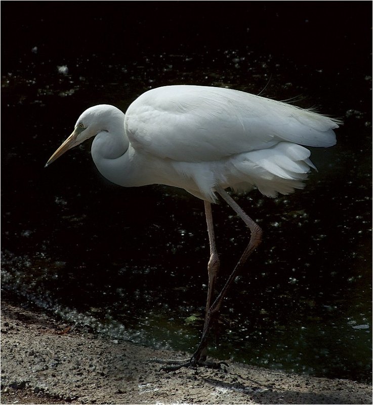 Белая цапля фото превью