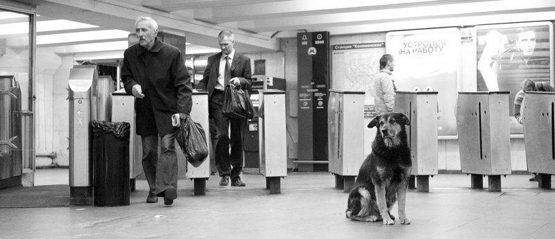 собака, пес, животные Я жду тебя! фото превью